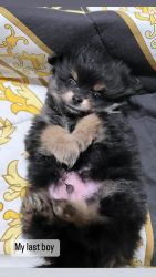 Pomeranian puppies for sell