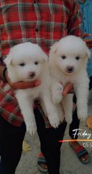 Pomeranian puppies available in pcmc xxxxxxxxxx