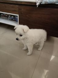 Pomeranian pup for sell