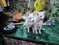 Male and female Pomeranian puppies 6 months old