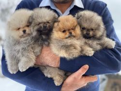 Pomeranian Puppies For Rehoming