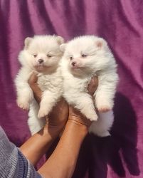 Trust Kennel Culture Pom Pups For Sale Delhi