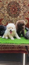 POMAPOO Puppies Available