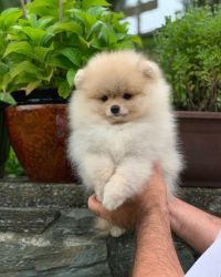 Lovely Pomeranian foe adoption