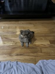 Male Pomeranian for sale