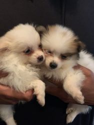 Mini Poms for sale will be small