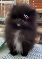 Gorgeous Black Pomeranian Girl (4 months old)
