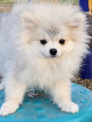 Pomeranian Puppies v for sale