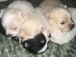 Pomeranian puppies for rehoming