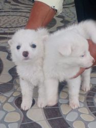 Pomarian puppies available for sale both male amd female price is 5k e
