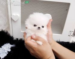 Pure Breed Teacup Pomeranian Puppies for sale
