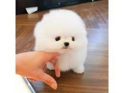 Awaresome Teacup Pomeranian Puppies for sale