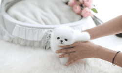 Charming Teacup Pomeranian Puppies for sale
