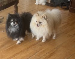 Pomeranians looking for forever homes