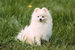 One year old Pomeranian for adoption