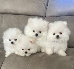 Top Quality Kc Reg White Pomeranian Puppies Ready To Go ***