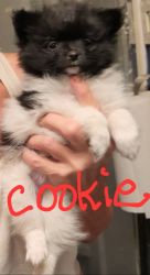 Cookie pomeranian puppy