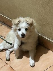 Meet our charming Pomeranian looking for a loving home! This delightfu