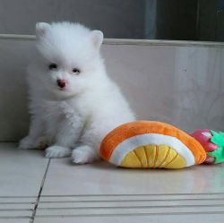 Fascinating Pomeranian Puppies Available for sale