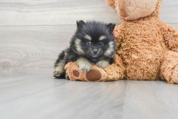 POMERANIAN PUP WITH CHAMPIONSHIP BLOODLINE
