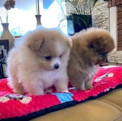 Clean Pomeranian Puppies