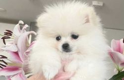 Adorable white KC tiny Pomeranian pup