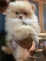 AKC registered Pomeranian Puppies