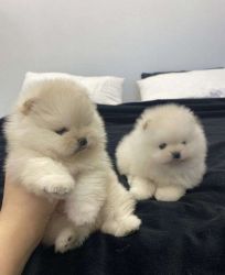 Very Charming Pomeranian Puppies