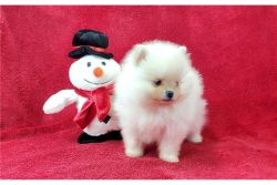 MALE AND FEMALE POMERANIAN PUPPIES