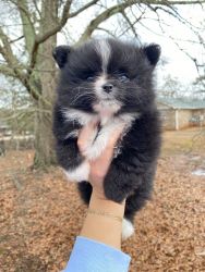 CKC black&white Pomeranian