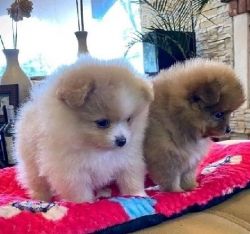Excellent Pomeranian Puppies