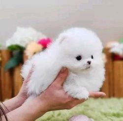 Available Lovely Pomeranian Puppies