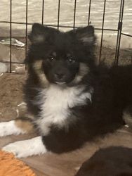 We have 3 five month old Pomeranian puppies for sale. All are black.