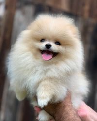 Baby Pomeranian