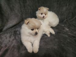 Male and Female Pomeranian Puppies