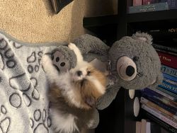 Teacup Pomeranian Puppy