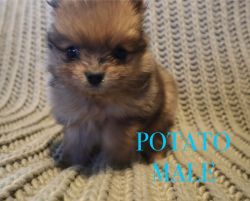 Potato - Pomeranian Male