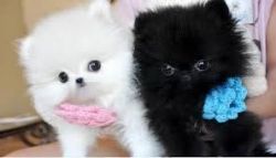Amazing Pomeranian Puppies available