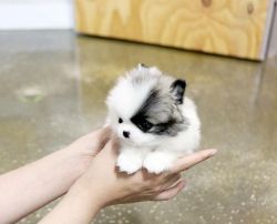 Super Cute Pomeranian Puppies Text xxx-xxx-xxxx