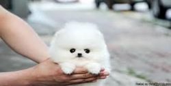 Pomeranian Puppies xxxxxxxxxx