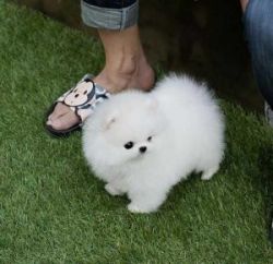 If U Can Love This Pomeranian Pups Just Text Us At