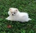 Pomeranian Puppies For Good Homes