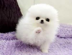 Teacup Pomeranian Puppies Available (xxx) xxx-xxx3