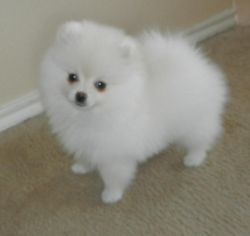 healthy male and female pomeranian
