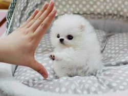Super Lovely Pom Puppy Available