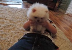 Excellent pure breed Pomeranian puppies available