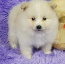 Teacup Pomeranian Puppies Ready For adoption