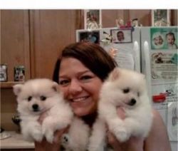 Pomerania puppies for adoption
