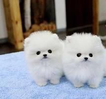 Healthy Pomeranian puppies