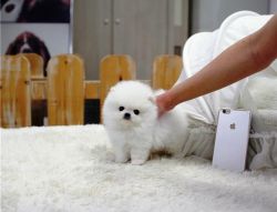 KC registered Pomeranian puppy